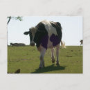 Search for bulls photography Farm