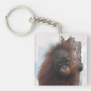 Search for orangutan key rings Wildlife