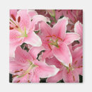 Search for lillies magnets Pink