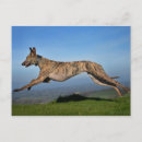 Search for greyhounds postcards Lurcher