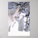 Search for timber wolf art Canis lupus