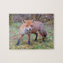 Search for fox puzzles Nature