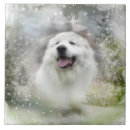 Search for scenes tiles Animals
