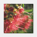 Search for tendril Red