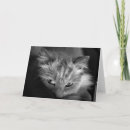 Search for ragdoll cat cards Pet