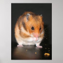 Search for hamster posters Cute