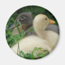 Search for two birds magnets Grey