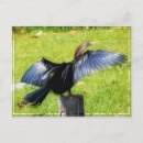 Search for anhinga Avian
