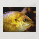 Search for sportsman postcards Fish