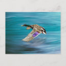 Search for ducks postcards Mallard