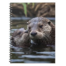 Search for otter notebooks Wildlife