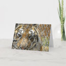 Search for bengal cat birthday cards Tiger