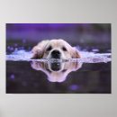 Search for swim posters Dog