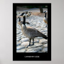 Search for canada goose posters Animals