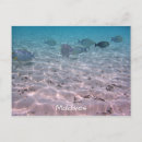 Search for maldives postcards Fish