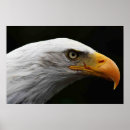 Search for bald eagle posters White