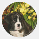 Search for boxer stickers Puppies