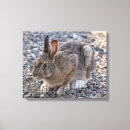 Search for hare canvas prints Bunny
