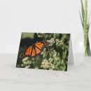 Search for monarch butterfly cards Photography