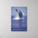 Search for whale canvas prints Marine life