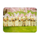 Search for rabbit magnets Funny