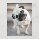 Search for tilt postcards Dog