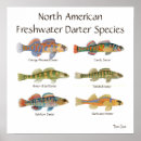Search for darter Fish