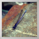 Search for damselfly art posters Photography