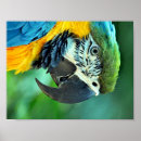 Search for colourful parrot posters Macaw