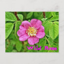 Search for rosa postcards Flora