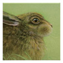 Search for wildlife fine posters Hare