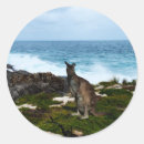 Search for kangaroo marsupial stickers Australia