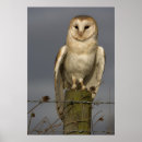 Search for wise photography Bird