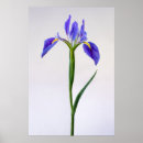 Search for spring bulbs posters Bouquet