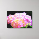 Search for hydrangea canvas prints Pink