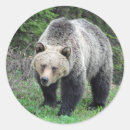 Search for bear photo stickers Wildlife