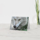 Search for timber wolves cards Canines