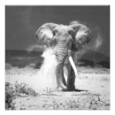 Search for black and white elephant posters African