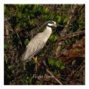 Search for crowned night heron art Nature