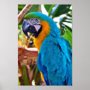 Search for tropical bird art Pets
