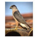 Search for hawk paintings posters Nature