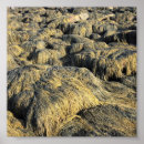 Search for seaweed posters Green