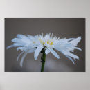 Search for hippie posters Peace