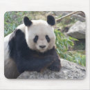 Search for animal friendly mousepads Cute