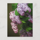 Search for lilac painting postcards Bouquet