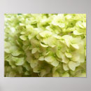 Search for white hydrangeas posters Green