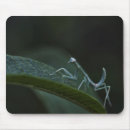 Search for praying mantis electronics Macro
