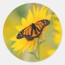 Search for butterfly photo stickers Nature