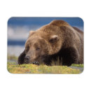 Search for ursus magnets Omnivore