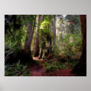 Search for redwood posters Woodland